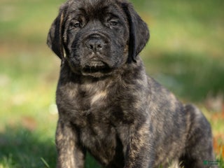 English Mastiff dogs Buddy - Ad 7