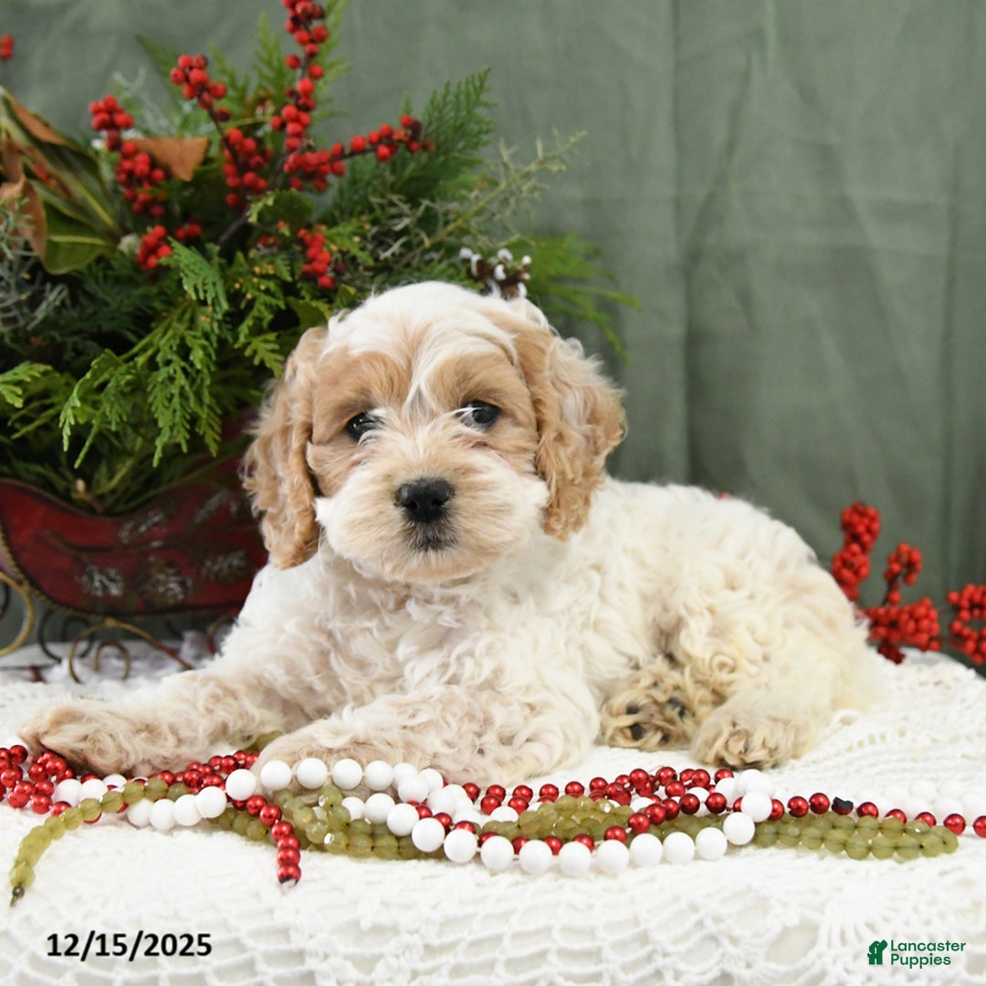 Cavapoo dogs for sale: Ivy - Ad 3