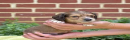 Miniature Dachshund dogs for sale: Ridge  - Ad 3