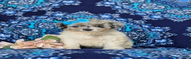 Gemini Hypoallergenic