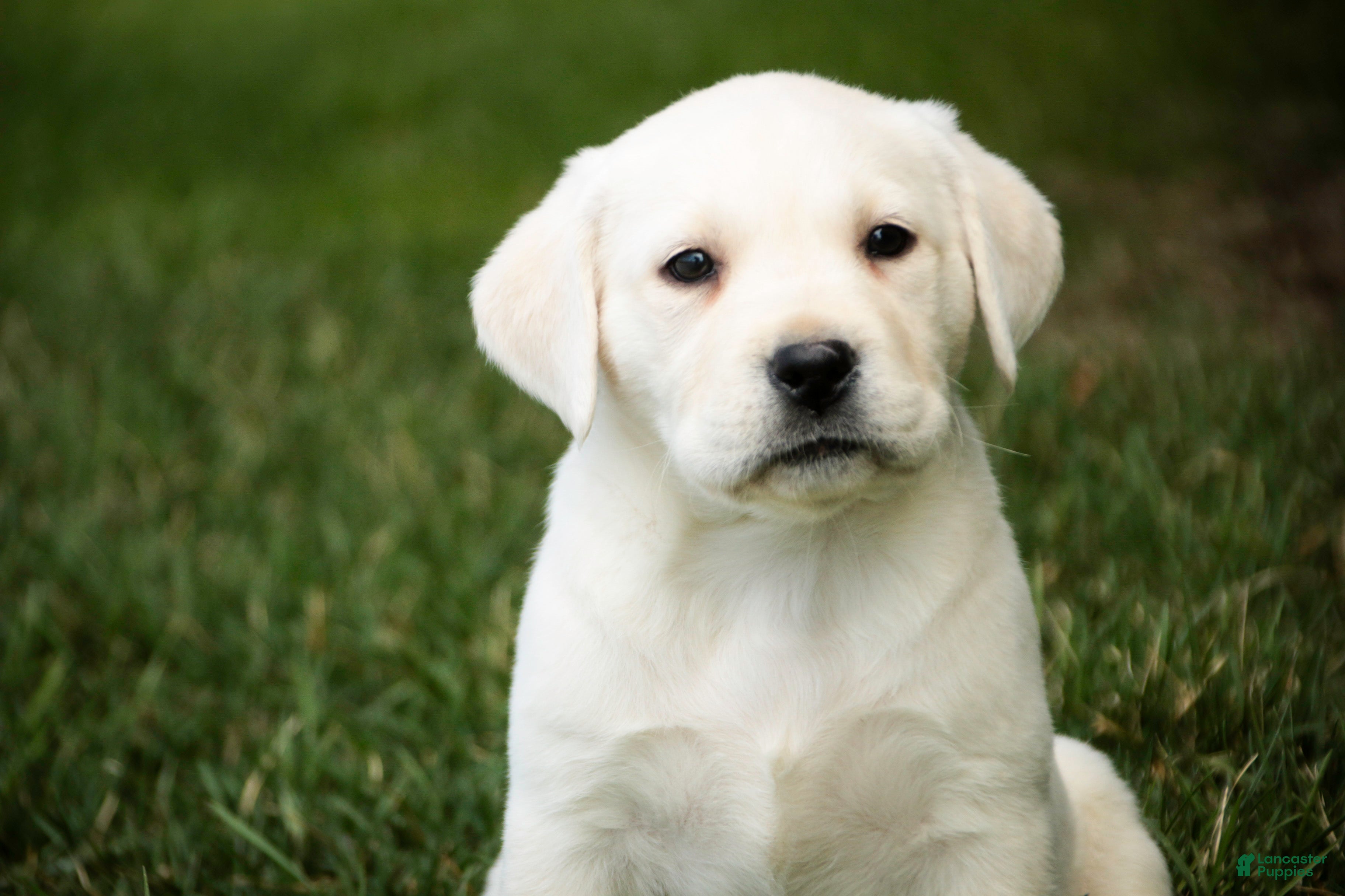 Labrador Retriever dogs Sharlotte - Ad 2