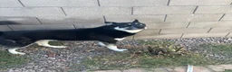 Gerberian Shepsky dogs for sale: Sassy (AKA Professor Sassy Pants, AKA Sassafrass) - Ad 6