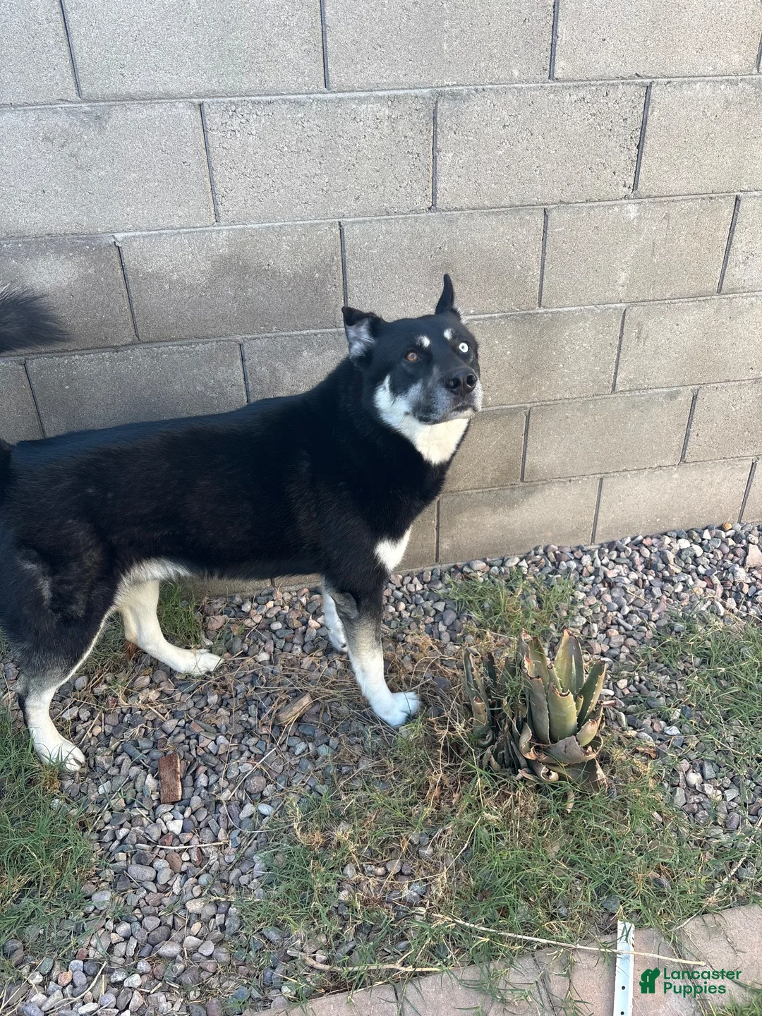 Gerberian Shepsky dogs for sale: Sassy (AKA Professor Sassy Pants, AKA Sassafrass) - Ad 6