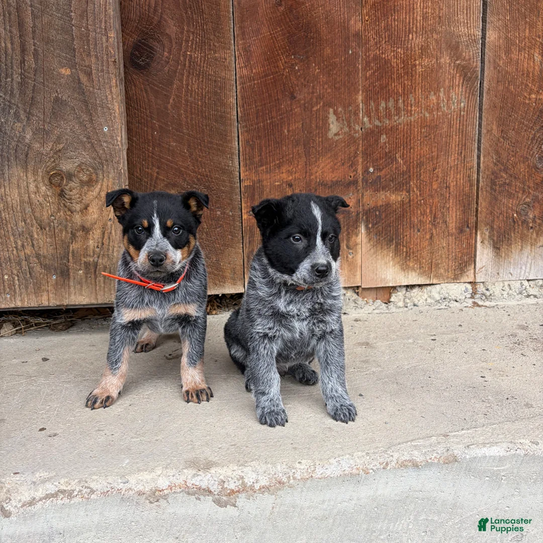 Australian Cattle Dog dogs for sale: Jackson - Ad 3