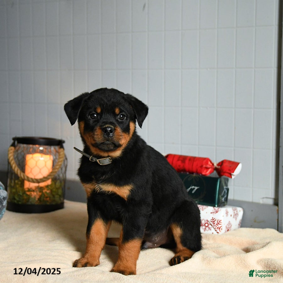 Rottweiler dogs Butterscotch - Ad 12
