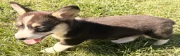Welsh Corgi Pembroke dogs for sale: Holly - Ad 18