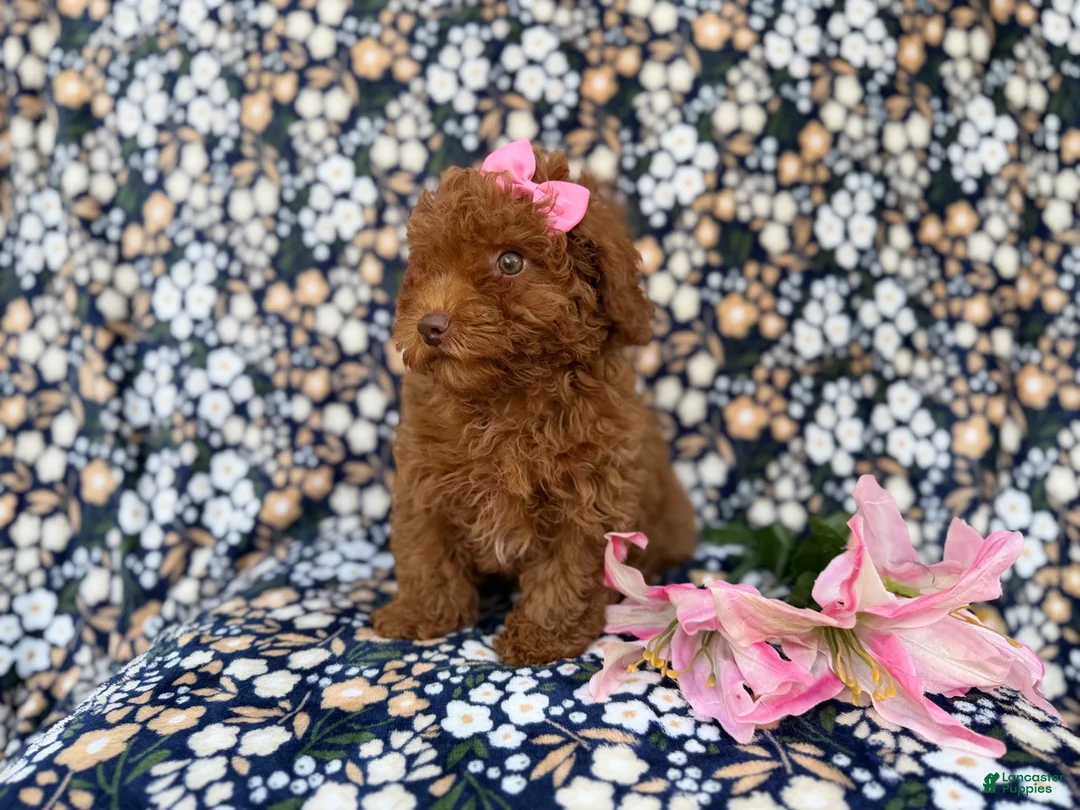 Cavapoo dogs for sale: Maggie - Ad 2