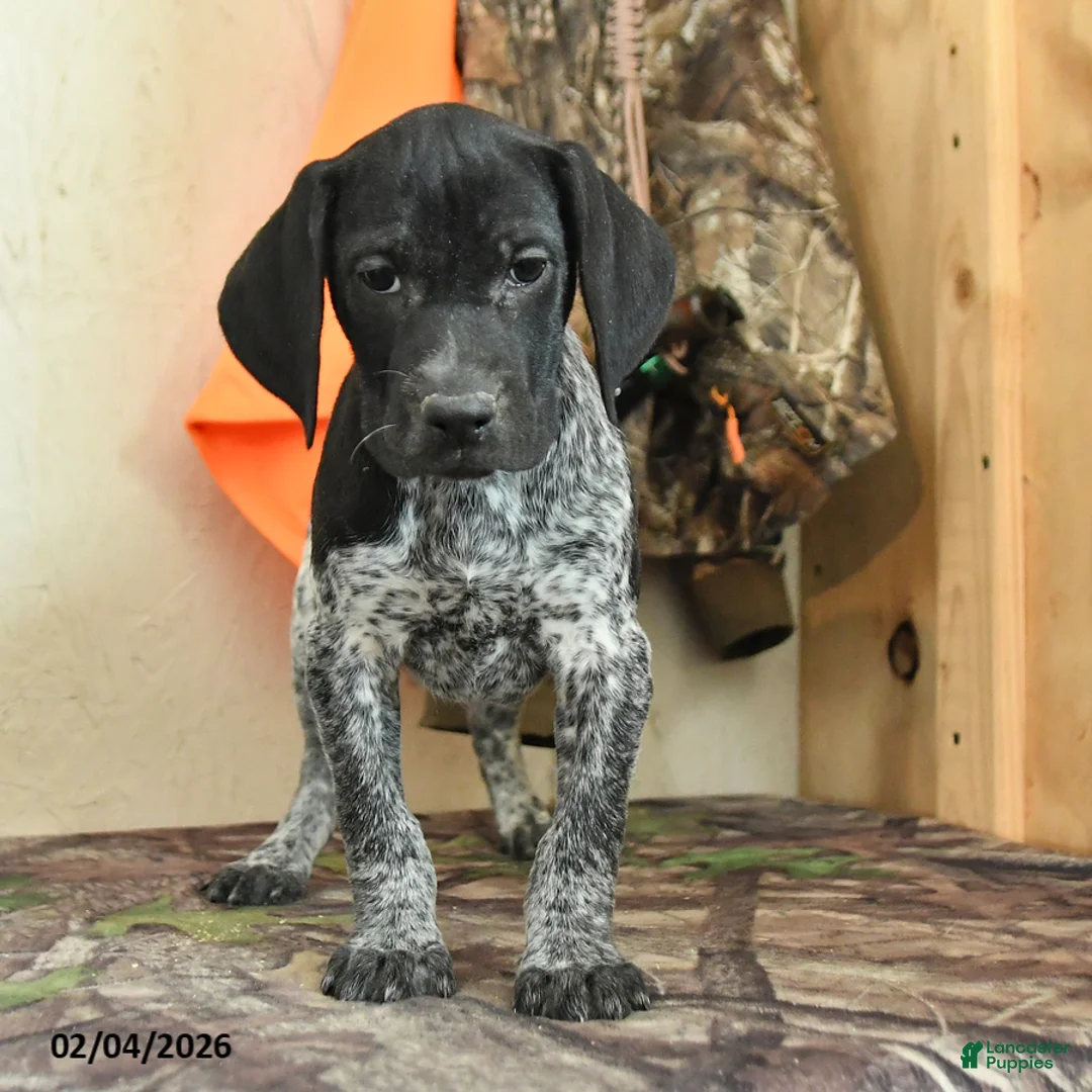 German Shorthaired Pointer dogs for sale: Willow - Ad 3