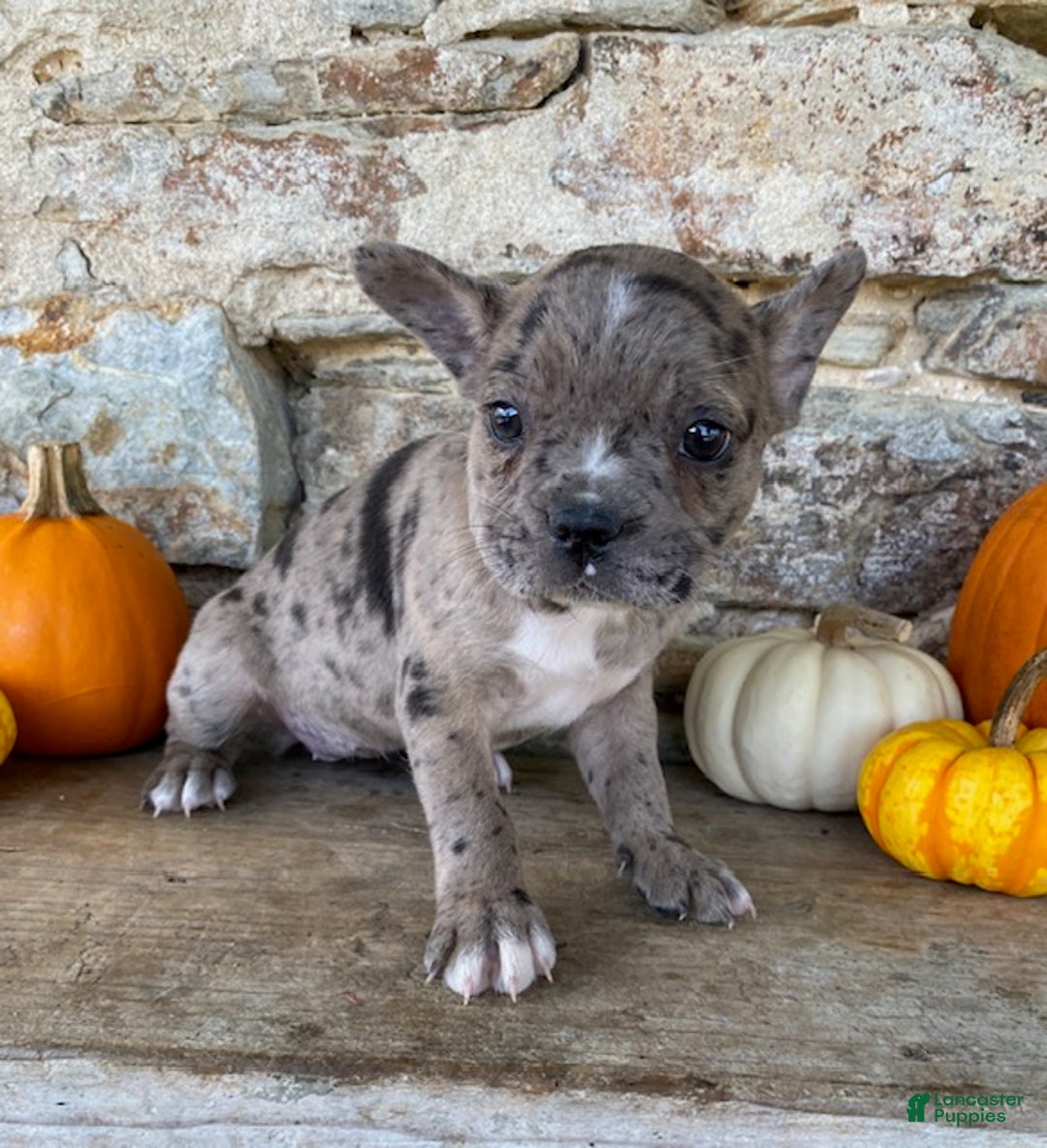 Frenchton dogs for sale: Gypsy - Ad 4