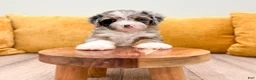 Mini Bernedoodle dogs for sale: Dixie - Ad 4