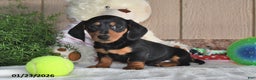 Miniature Dachshund dogs for sale: Frisky - Ad 3