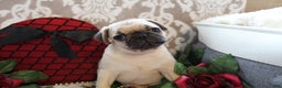 Pug dogs for sale: Calvin - Ad 2