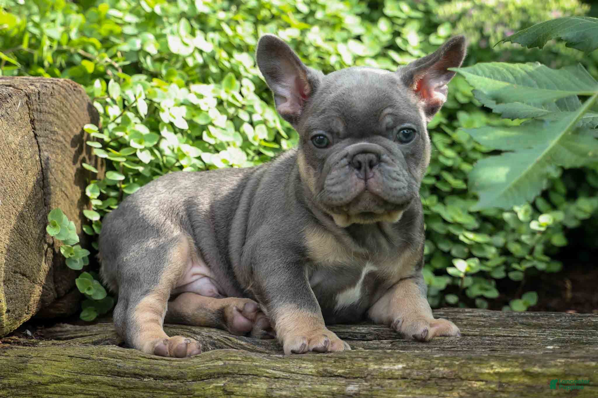 French Bulldog dogs 🐾 Mateo - Ad 1