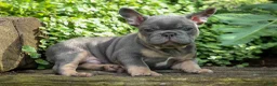 French Bulldog dogs for sale: 🐾 Mateo - Ad 1