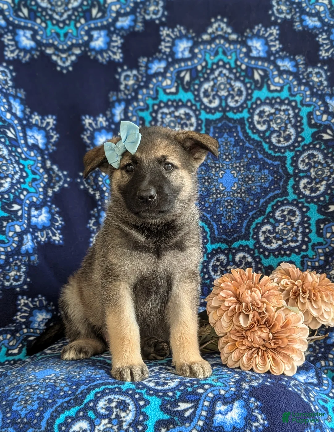 Mixed Breed dogs for sale: Bonita - Ad 1