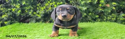 Miniature Dachshund dogs for sale: Pete - Ad 2