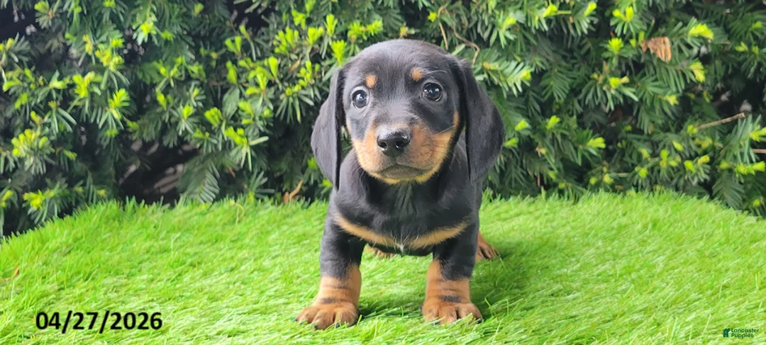 Miniature Dachshund dogs for sale: Pete - Ad 2