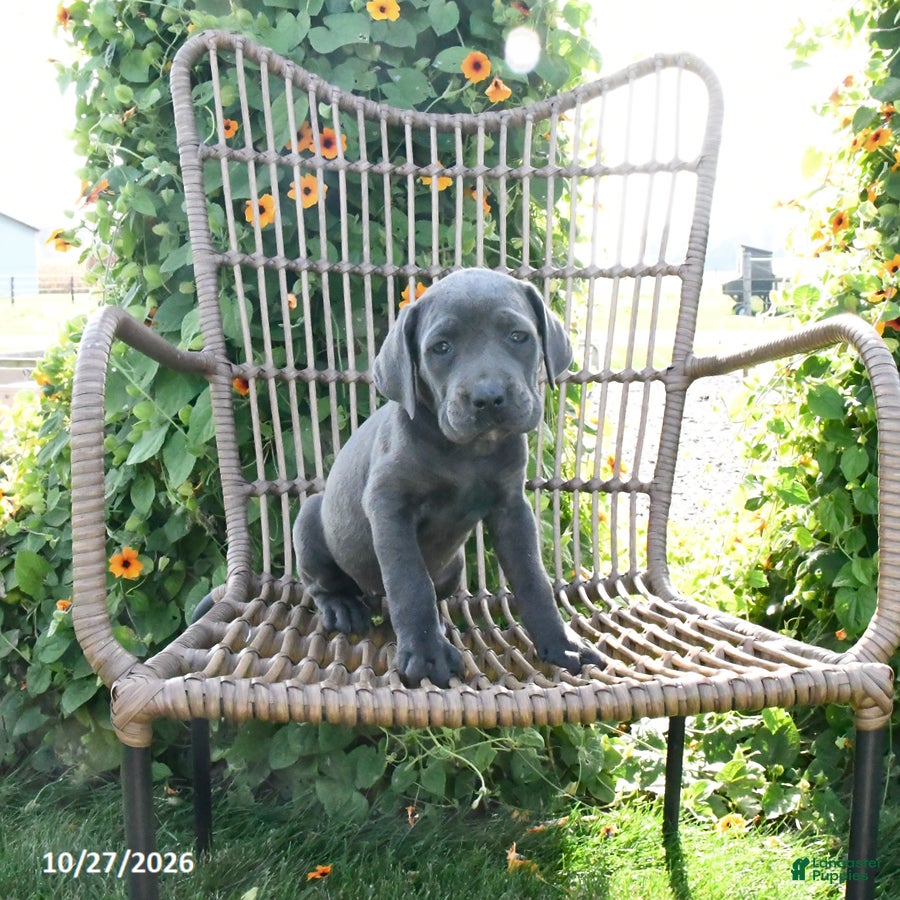 Cane Corso dogs for sale: Vita - Ad 2