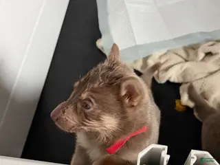 German Shepherd dogs German Shepherd Puppy 1 - Ad 5