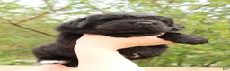 Newfoundland dogs for sale: LadyBug - Ad 6