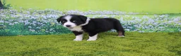 Australian Shepherd dogs for sale: Lucy - Ad 3