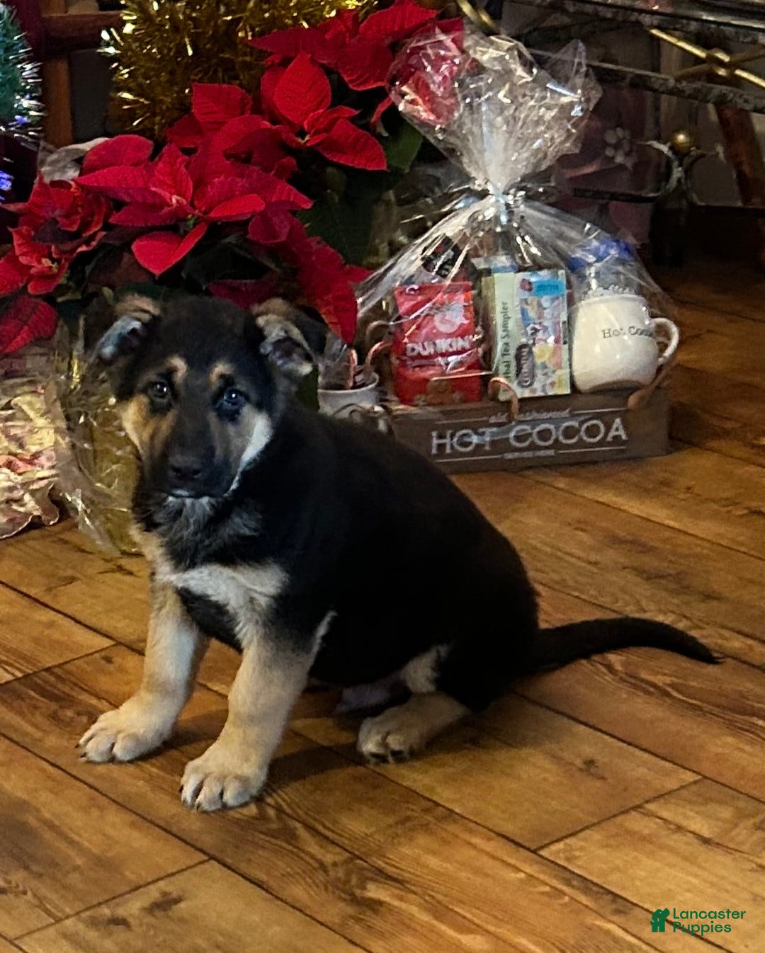 German Shepherd dogs for sale: King - Ad 1