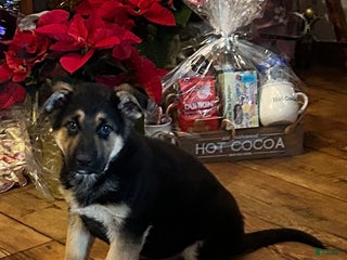 German Shepherd dogs King - Ad 6