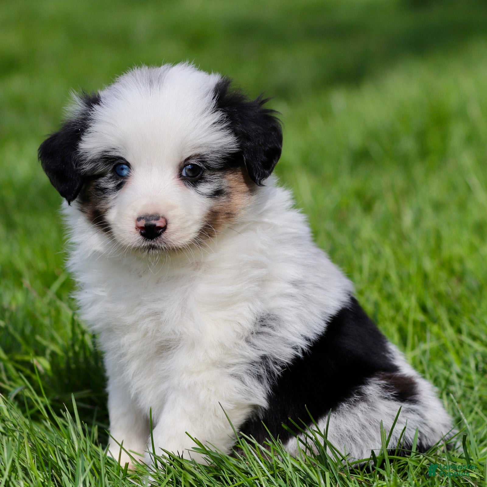 Miniature Australian Shepherd dogs Jerry - Ad 2