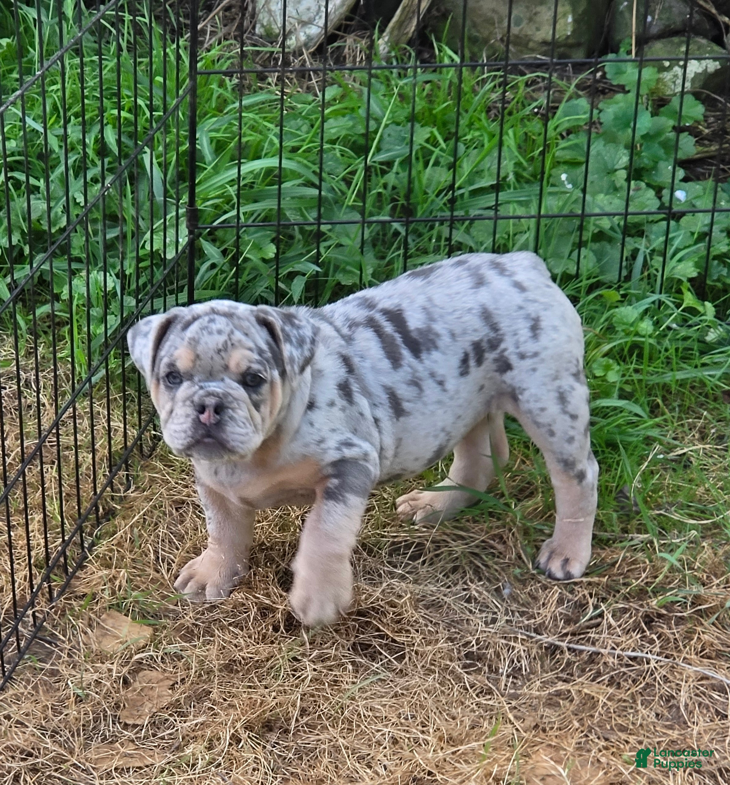 English Bulldog dogs Tinsel the lilac merle  - Ad 2