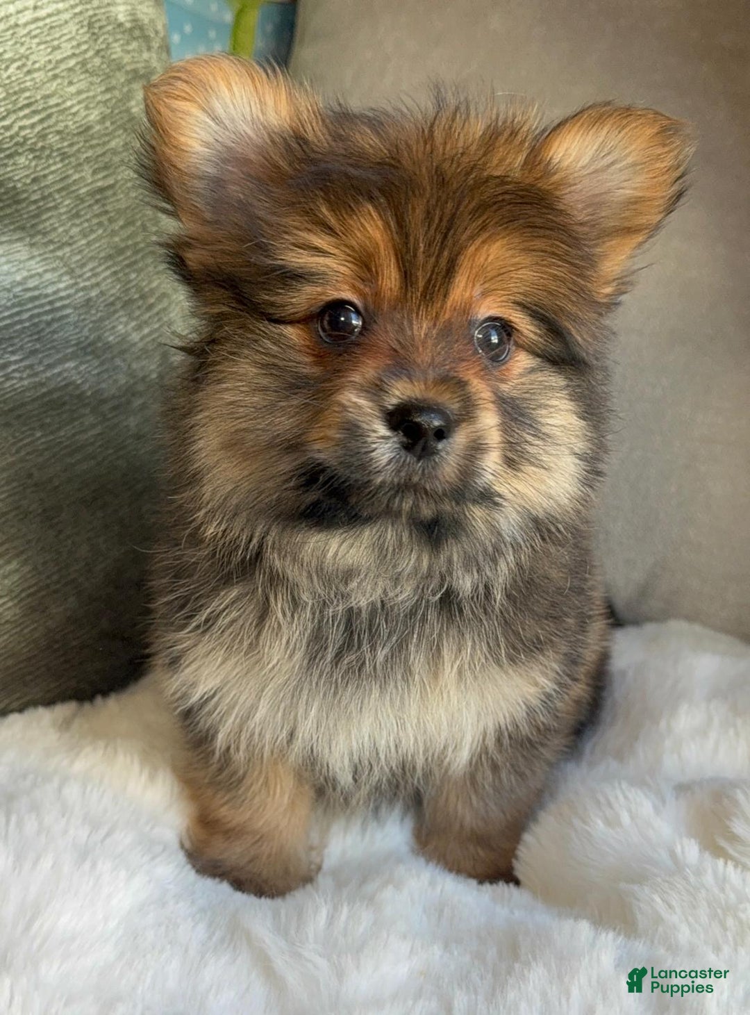 Mixed Breed dogs for sale: Designer Breed Yorkishire Terrier, Pomeranian Mix Puppy Male Buddy - Ad 9