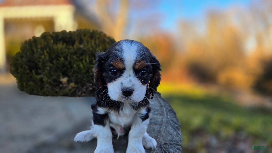 Cavalier King Charles Spaniel dogs for sale: Vance - Ad 4