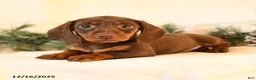 Miniature Dachshund dogs for sale: Corinne - Ad 4