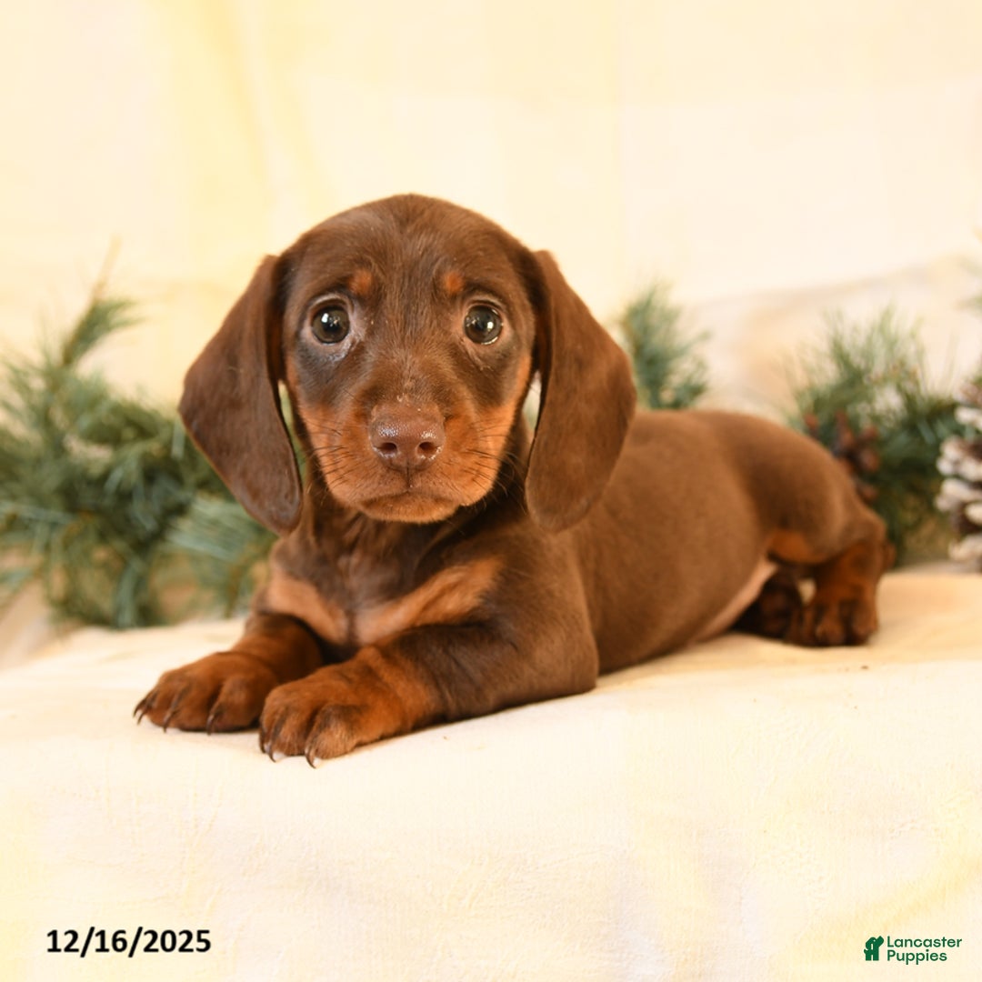 Miniature Dachshund dogs for sale: Corinne - Ad 4