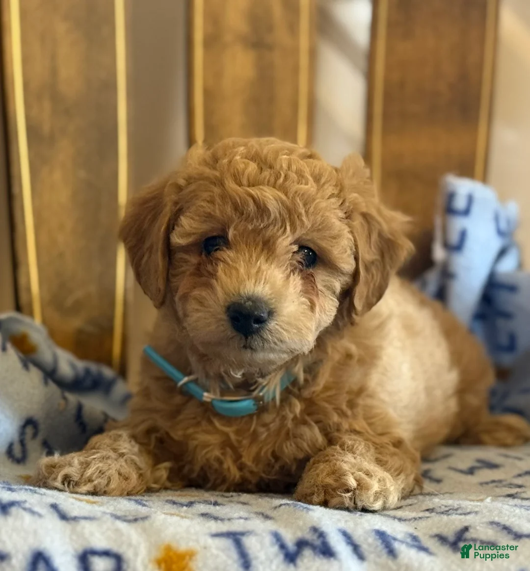 Bichpoo dogs for sale: Becky - Ad 6