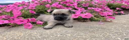 Cairn Terrier dogs for sale: Julie - Ad 12