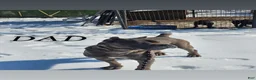 Cane Corso dogs for sale: MAX 🩵 - Ad 7