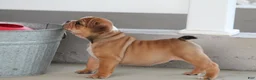 Olde English Bulldogge dogs for sale: Bluegates GAMBLER - Ad 3