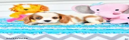 Cavalier King Charles Spaniel dogs for sale: Rina - Ad 4