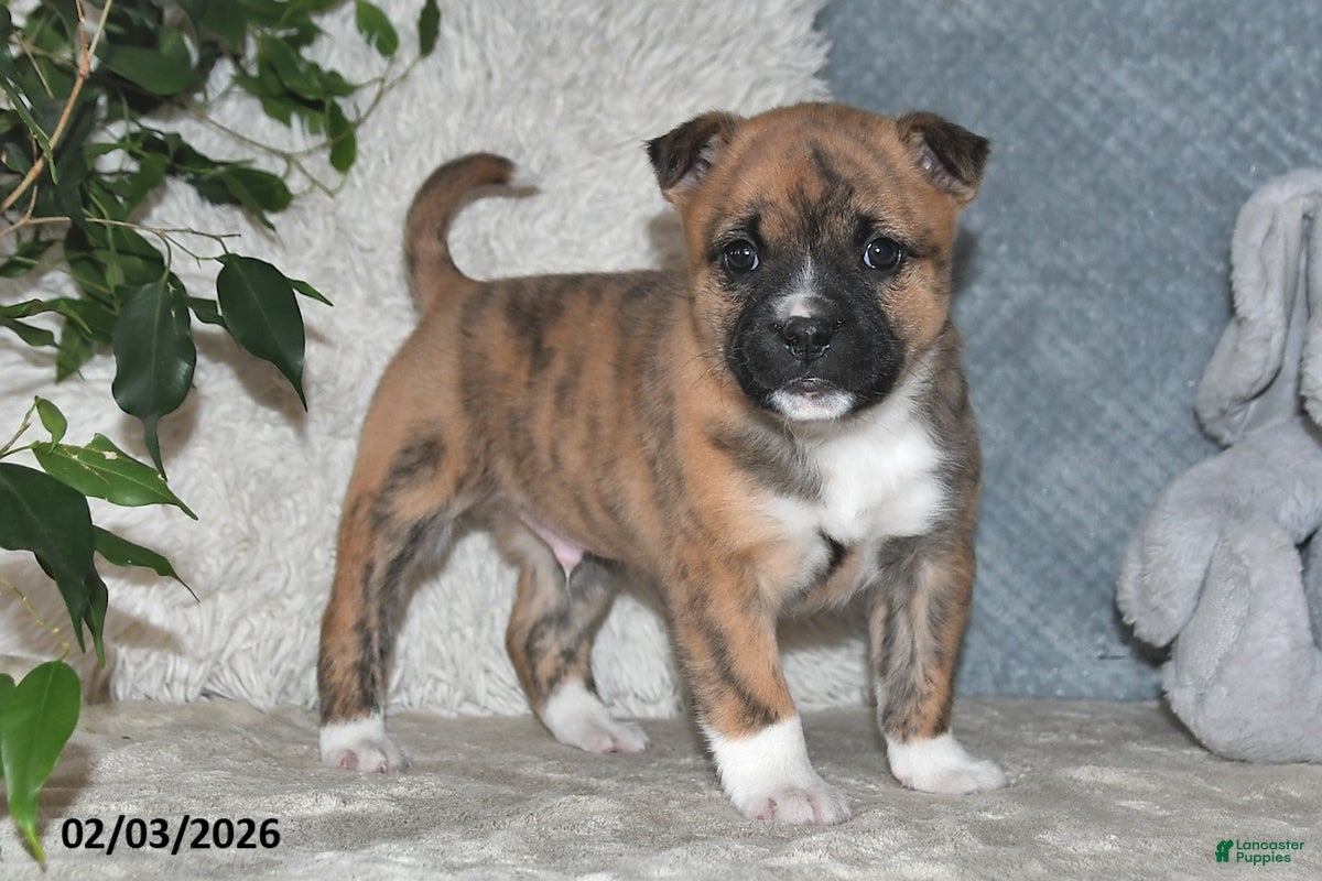 Mixed Breed dogs Rusty - Ad 4