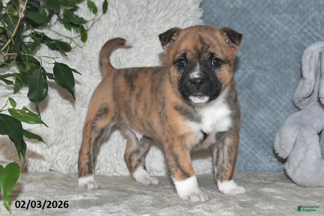 Mixed Breed dogs for sale: Rusty - Ad 1