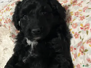 Aussiedoodle dogs Lucky - Ad 37