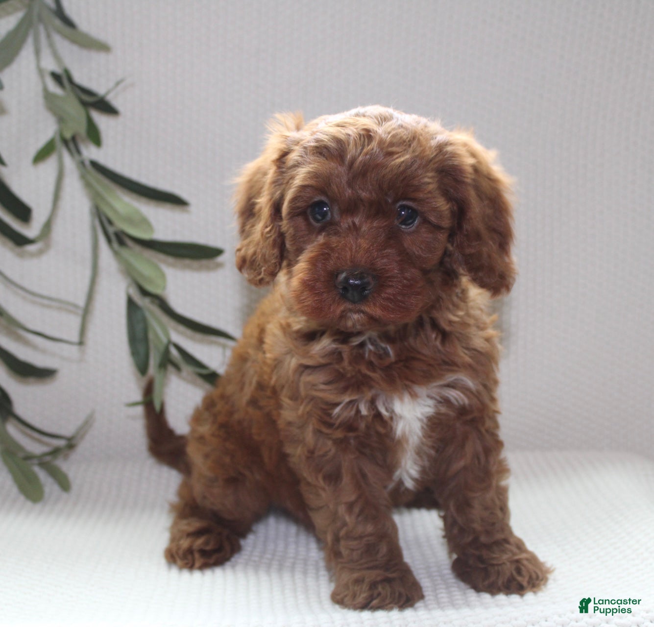 Cavapoo dogs Archie - Ad 1