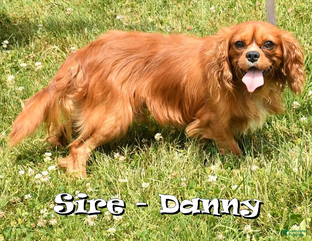 Cavalier King Charles Spaniel dogs for sale: Dash - Ad 11