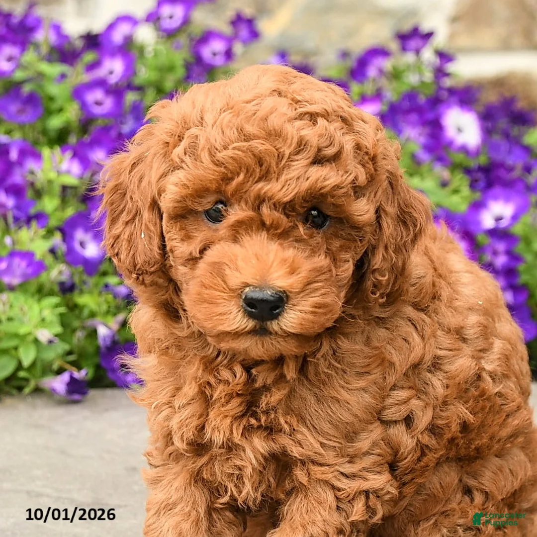 Mini Goldendoodle dogs for sale: Sawyer - Ad 2