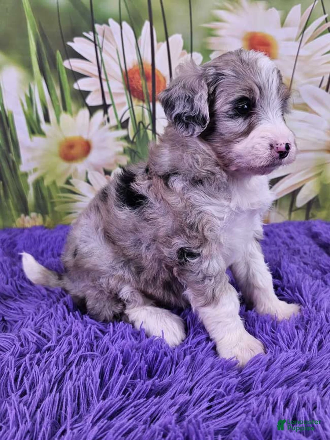 Mini Sheepadoodle dogs for sale: Coral - Ad 2