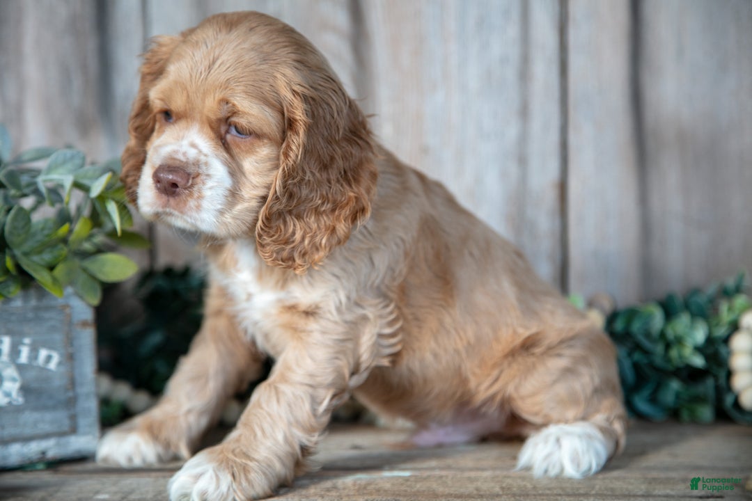 Cocker Spaniel dogs for sale: Damien - Ad 1