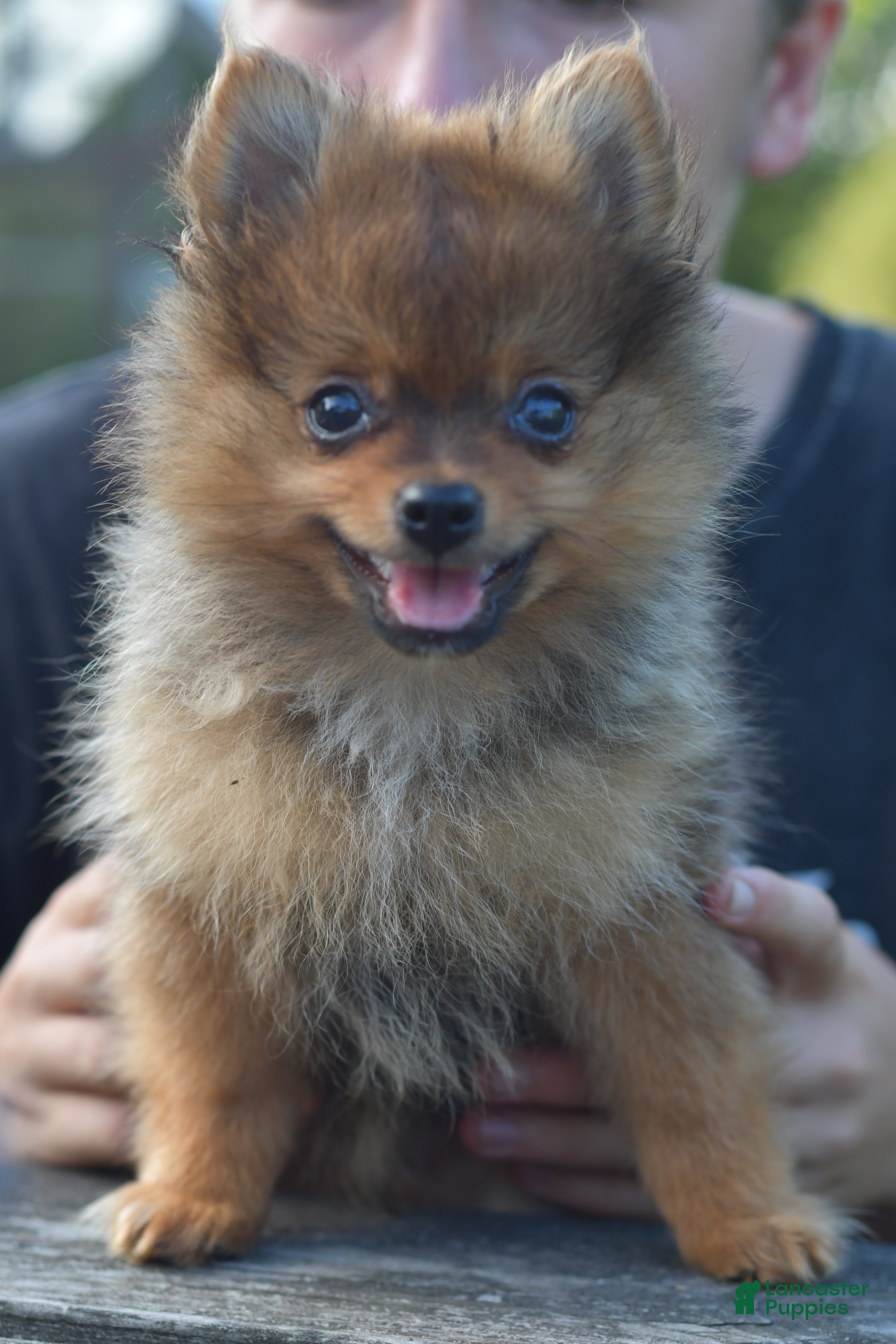 Mixed Breed dogs Alvin - Ad 2