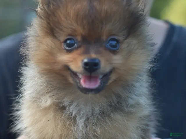 Mixed Breed dogs for sale: Alvin - Ad 2