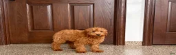 Cavapoo dogs for sale: Cavapoo male Puppy 3 - Ad 3