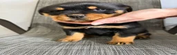 Rottweiler dogs for sale: London - Ad 12